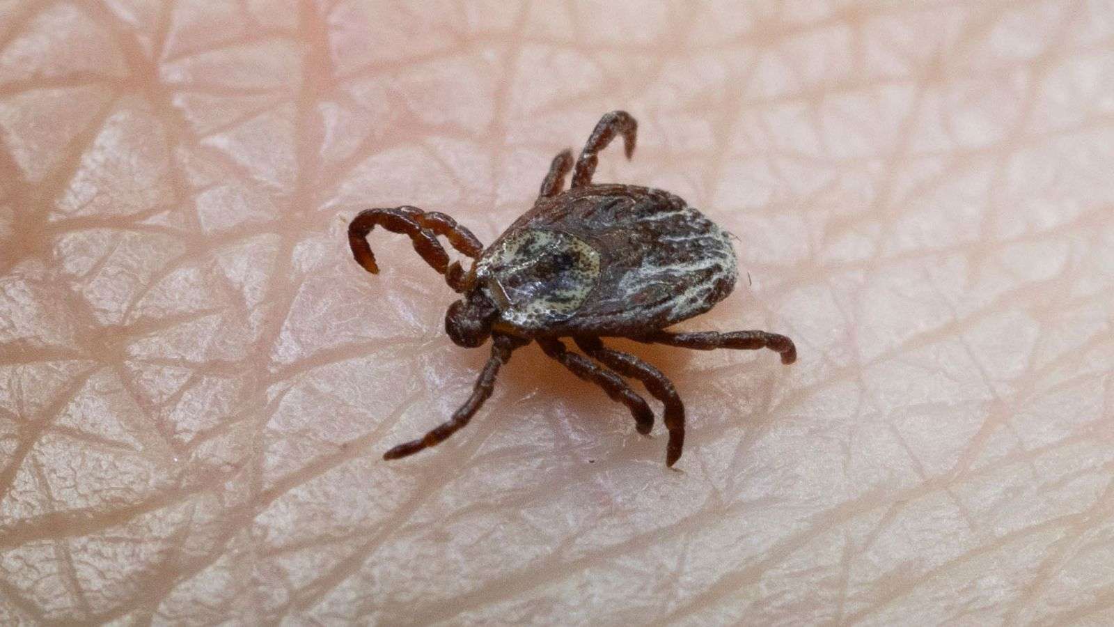 The Threat of Climate Change Spike in Ticks Linked to Increase in Lyme Disease Cases